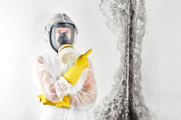 Best Biohazard Mold Removal in Amboy, IL